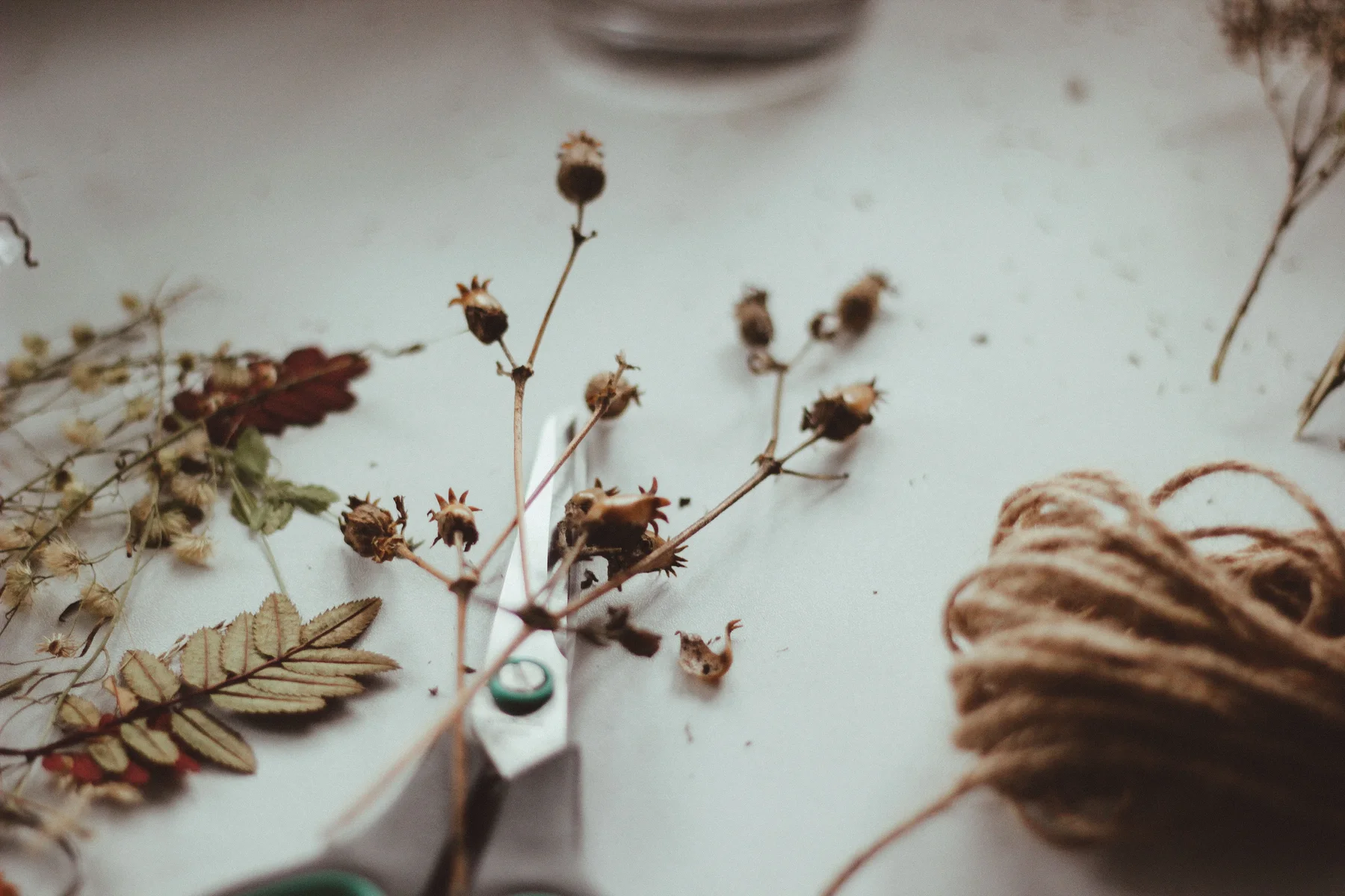 Dried flowers, leaves, scissors and twine arranged for a botanical craft